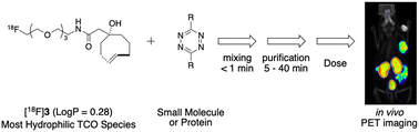 Graphical abstract: Development of 18F-Labeled hydrophilic trans-cyclooctene as a bioorthogonal tool for PET probe construction