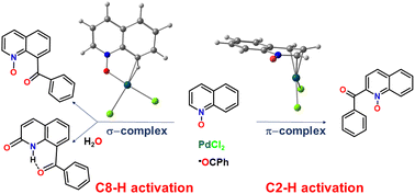 Graphical abstract: C–H functionalization of quinoline N-oxides catalyzed by Pd(ii) complexes: a computational study
