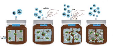 Graphical abstract: Speeding it up: dual effects of biostimulants and iron on the biodegradation of poly(lactic acid) at mesophilic conditions