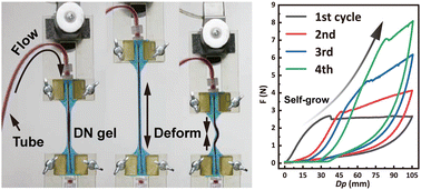 Graphical abstract: Sustainable mechanochemical growth of double-network hydrogels supported by vascular-like perfusion