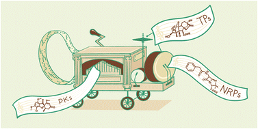 Graphical abstract: The biosynthetic logic and enzymatic machinery of approved fungi-derived pharmaceuticals and agricultural biopesticides