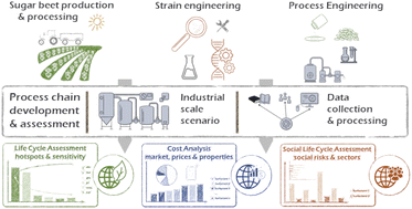 Graphical abstract: Biosurfactants' production with substrates from the sugar industry – environmental, cost, market, and social aspects