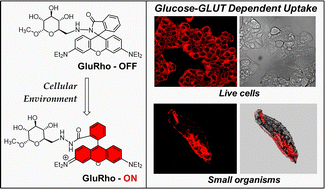 Graphical abstract: Turn-on fluorescent glucose transport bioprobe enables wash-free real-time monitoring of glucose uptake activity in live cells and small organisms