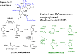Graphical abstract: Sustainable production of aromatic chemicals from lignin using enzymes and engineered microbes