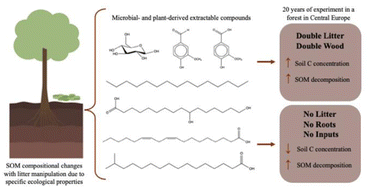 Graphical abstract: Ecological properties uniquely dictate molecular-level soil organic matter composition in a temperate forest in Central Europe with variation in litter deposition