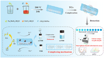 Graphical abstract: Innovative on-site colorimetric assay of tetracyclines by smartphones in waters and milks based on a synergistic co-catalyst FeMoO4@Fe7S8 with strong interactions and complexation