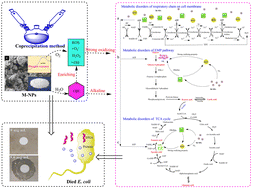 Graphical abstract: Construction and characterization of environment-friendly antibacterial Mg(OH)2 nanoparticles and their induced metabolic changes in Escherichia coli