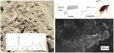 Graphical abstract: Nanoplastic paradox: unraveling the complex toxicity of nano-sized polyethylene