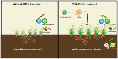 Graphical abstract: Green synthesis of iron oxide nanoparticles using Bacillus subtilis to mitigate salinity stress in rice (Oryza sativa L.) plants and enhance physiological activities