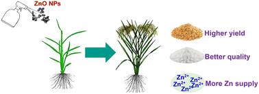 Graphical abstract: Enhancing rice (Oryza sativa L.) yield and quality by improving photosynthesis with foliar application of zinc oxide nanoparticles