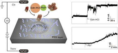 Graphical abstract: Non-sticky SiNx nanonets for single protein denaturation analysis