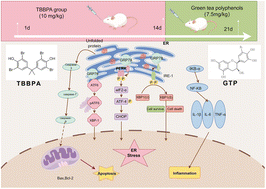 Graphical abstract: Green tea polyphenols alleviate TBBPA-induced gastric inflammation and apoptosis by modulating the ROS-PERK/IRE-1/ATF6 pathway in mouse models