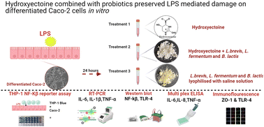 Graphical abstract: A probiotic multi-strain mixture combined with hydroxyectoine improves intestinal barrier function by alleviating inflammation in lipopolysaccharide stimulated differentiated Caco-2 cells