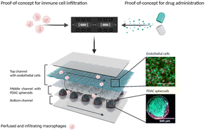 Graphical abstract: Modelling of the multicellular tumor microenvironment of pancreatic ductal adenocarcinoma (PDAC) on a fit-for-purpose biochip for preclinical drug discovery