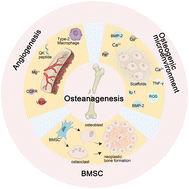 Graphical abstract: Functional antimicrobial peptide-loaded 3D scaffolds for infected bone defect treatment with AI and multidimensional printing