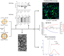 Graphical abstract: An investigation of the effect of the protein corona on the cellular uptake of nanoliposomes under flow conditions using quartz crystal microgravimetry with dissipation