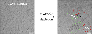 Graphical abstract: Gum Arabic induced assembly of cellulose nanocrystals in aqueous media