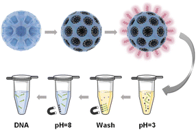 Graphical abstract: pH-Sensitive oligopeptide magnetic mesoporous silica beads for deoxyribonucleic acid extraction