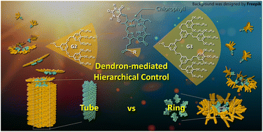 Graphical abstract: Dendron-mediated control over self-assembly of chlorophyll rosettes into columnar vs. discrete aggregates