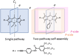 Graphical abstract: Impact of boron desymmetrization on supramolecular polymerization of BODIPY dyes