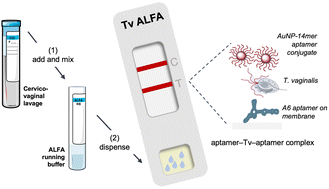 Graphical abstract: Biotin/avidin-free sandwich aptamer-based lateral flow assay (ALFA) for the diagnosis of Trichomonas vaginalis