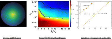 Graphical abstract: Mechanical feedback links cell division and dynamics in growing cell collectives