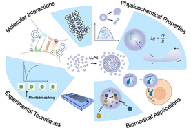 Graphical abstract: Peptide-mediated liquid–liquid phase separation and biomolecular condensates