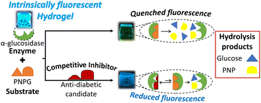 Graphical abstract: Intrinsic fluorescence hydrogels for ON/OFF screening of antidiabetic drugs: assessing α-glucosidase inhibition by acarbose