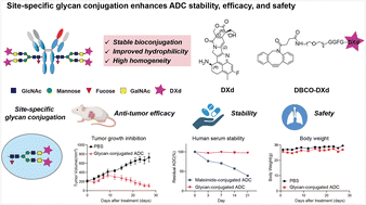 Graphical abstract: A biparatopic HER2-targeting ADC constructed via site-specific glycan conjugation exhibits superior stability, safety, and efficacy