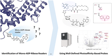 Graphical abstract: Identification of mono-ADP-ribose readers using well-defined photoaffinity-based probes