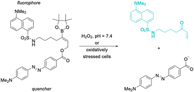 Graphical abstract: Difunctional oxidatively cleavable alkenyl boronates: application to cellular peroxide sensing from a fluorophore–quencher pair