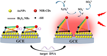 Graphical abstract: Near-infrared electrochemiluminescence from S,N-doped carbon dots and their application for ultrasensitive DNA detection