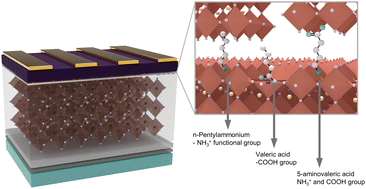 Graphical abstract: The role of terminal functional groups in molecular passivation of the perovskite/hole-selective layer interface