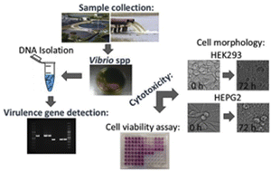 Graphical abstract: Virulence gene profiling and cytotoxicity of Vibrio spp. isolated from treated wastewater effluent and receiving surface waters in Durban, South Africa