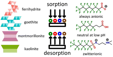 Graphical abstract: Sorption and desorption of per- and polyfluoroalkyl substances (PFASs) on unmodified iron oxide and silica clay minerals