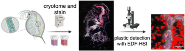 Graphical abstract: Detection of unlabeled nanoplastics within Daphnia magna using enhanced darkfield hyperspectral microscopy