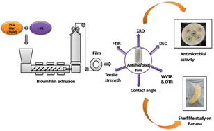 Graphical abstract: Sustainable antimicrobial packaging films: effectiveness of epsilon-poly-l-lysine in PLA/PBAT blend films