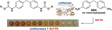 Graphical abstract: The discovery of new metagenomic urethanases utilising a novel colorimetric assay for applications in the biodegradation of polyurethanes