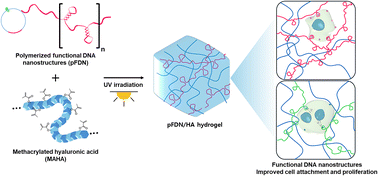 Graphical abstract: Cell instructive hydrogels functionalized with polymerized DNA nanostructures
