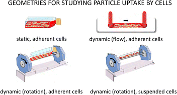 Graphical abstract: Impact of exposure conditions on the uptake of nanoparticles by cultured cells