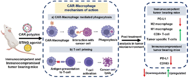 Graphical abstract: In situ programming of CAR-macrophages via a polyplex nanomaterial and STING activation for triple-negative breast cancer immunotherapy