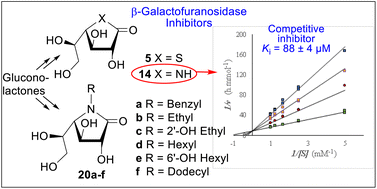 Graphical abstract: Synthesis of S- or N-glycomimetics of d-galactono-1,4-lactone: inhibitors of a β-galactofuranosidase