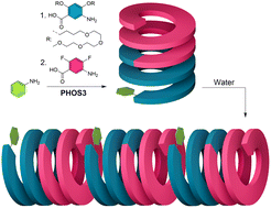 Graphical abstract: Living polymerization of an amphiphilic, helical aramid diblock copolymer
