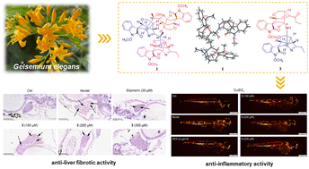 Graphical abstract: Oligomeric monoterpenoid indole alkaloids from the flowers of Gelsemium elegans with anti-inflammatory and anti-fibrotic activities