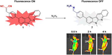 Graphical abstract: A new indoloquinoline-based fluorescence probe for imaging of hydrazine in vitro and in vivo