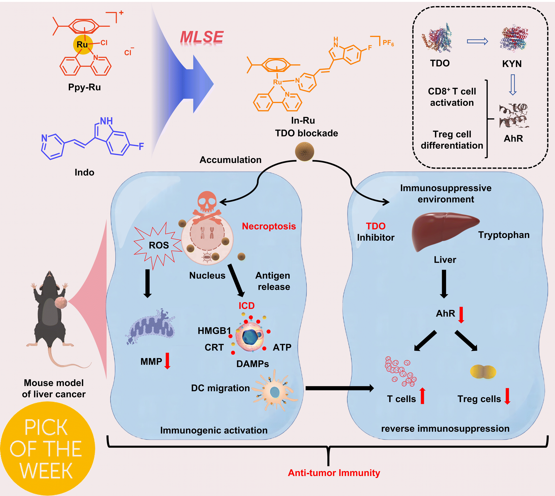 Graphical abstract: Novel tryptophan 2,3-dioxygenase-targeted ruthenium(ii)-indole complex activates immunotherapy in vitro and in vivo