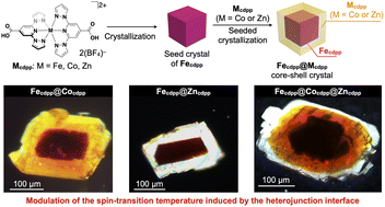 Graphical abstract: Wrapping a single crystal spin-crossover complex with a single crystal non-spin-crossover complex to modulate the spin-transition temperature