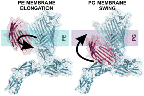 Graphical abstract: Lipid-regulated assembly mechanisms and functional energetics of the essential bacterial chaperone BamA