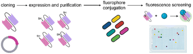 Graphical abstract: A platform to design and optimise fluorogenic scFvs for detection of interleukin 33