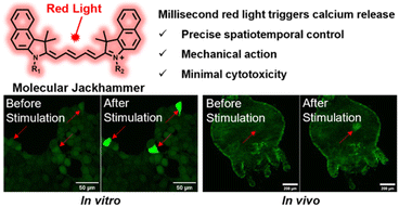 Graphical abstract: Molecular jackhammers induce intracellular calcium release and skeletal muscle contraction by vibronic-driven action
